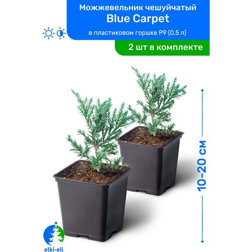 купить 2190р Можжевельник чешуйчатый Blue Carpet (Блю Карпет) 10-20 см в пластиковом горшке P9 (0,5 л), саженец, хвойное живое растение, комплект из 2 шт