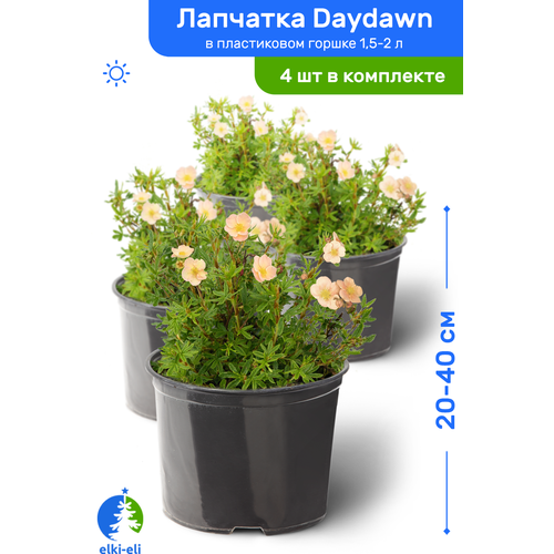 купить 4543р Лапчатка Daydawn (Дэйдаун) 20-40 см в пластиковом горшке 1,5-2 л, саженец, лиственное живое растение, комплект из 4 шт
