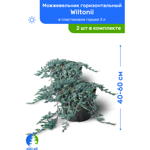 купить 5100р Можжевельник горизонтальный Wiltonii (Вилтони) 40-60 см в пластиковом горшке 3 л, саженец, живое хвойное растение, комплект из 2 шт