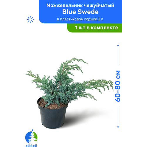 купить 3950р Можжевельник чешуйчатый Blue Swede (Блю Свид) 60-80 см в пластиковом горшке 3 л, саженец, хвойное живое растение