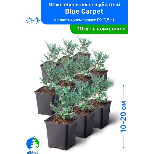 купить 8950р Можжевельник чешуйчатый Blue Carpet (Блю Карпет) 10-20 см в пластиковом горшке P9 (0,5 л), саженец, хвойное живое растение, комплект из 10 шт