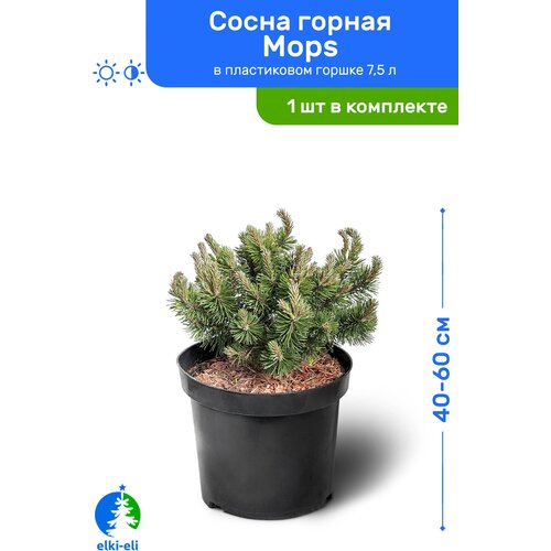 купить 8950р Сосна горная Mops 40-60 см в пластиковом горшке 7,5 л, саженец, хвойное живое растение