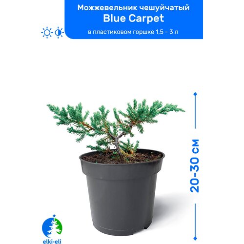 купить 1295р Можжевельник чешуйчатый Blue Carpet (Блю Карпет) 20-30 см в пластиковом горшке 0,9-3 л, саженец, хвойное живое растение