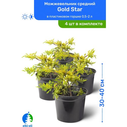 купить 5580р Можжевельник средний Gold Star (Голд Стар) 30-40 см в пластиковом горшке 0,5-2 л, саженец, хвойное живое растение, комплект из 4 шт