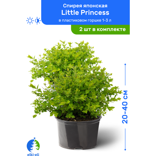 купить 2390р Спирея японская Little Princess (Литтл Принцесс) 20-40 см в пластиковом горшке 1-3 л, саженец, лиственное живое растение, комплект из 2 шт