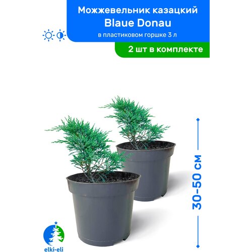 купить 4100р Можжевельник казацкий Blaue Donau (Блю Донау) 30-50 см в пластиковом горшке 0,9-3 л, саженец, хвойное живое растение, комплект из 2 шт