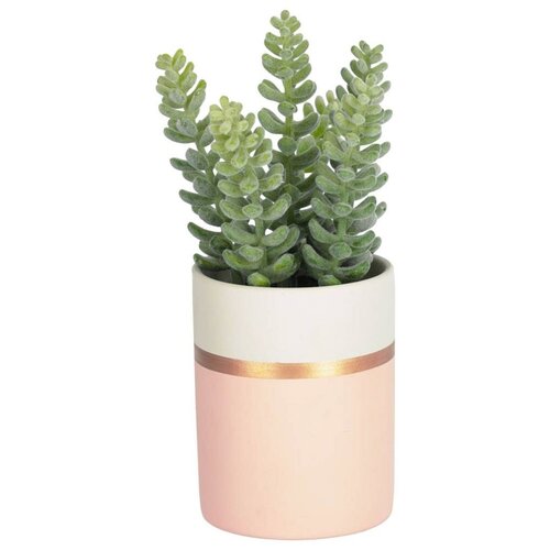  2390 Flower   Sedum lucidum    