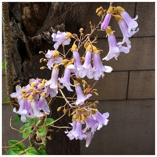  380   9503 (. Paulownia Hybrid 9503 hybrid Fortunei x Tomentosa)  250