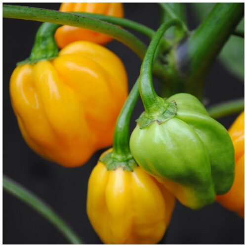  320     Scotch Bonnet yellow 5 .