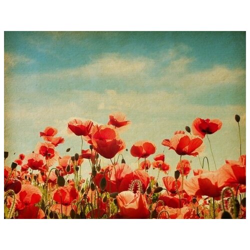  1760     (Poppies) 37 52. x 40.