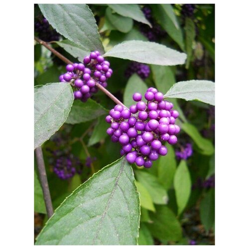  350   (. Callicarpa japonica)  10