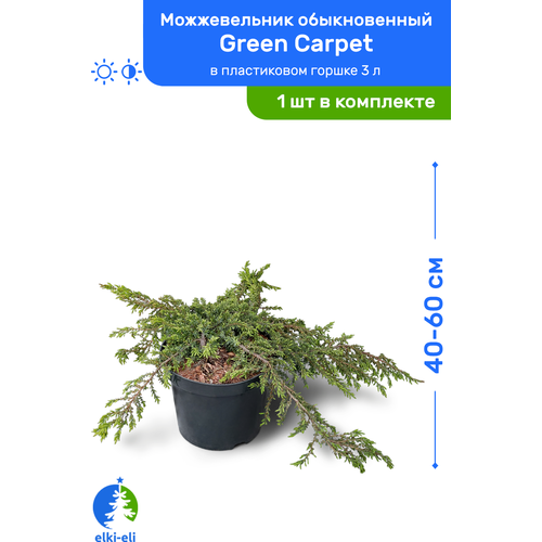 купить 2750р Можжевельник обыкновенный Green Carpet (Грин Карпет) 40-60 см в пластиковом горшке 3 л, саженец, хвойное живое растение