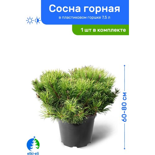 купить 12950р Сосна горная 60-80 см в пластиковом горшке 7,5 л, саженец, хвойное живое растение