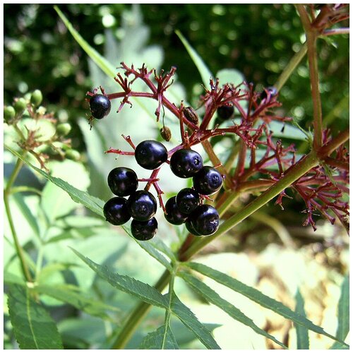  390   (. Sambucus ebulus)  25