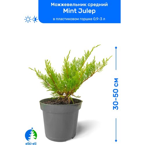 купить 1399р Можжевельник средний Mint Julep (Минт Джулеп) 30-50 см в пластиковом горшке 0,9-3 л, саженец, хвойное живое растение