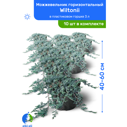 купить 21500р Можжевельник горизонтальный Wiltonii (Вилтони) 40-60 см в пластиковом горшке 3 л, саженец, живое хвойное растение, комплект из 10 шт