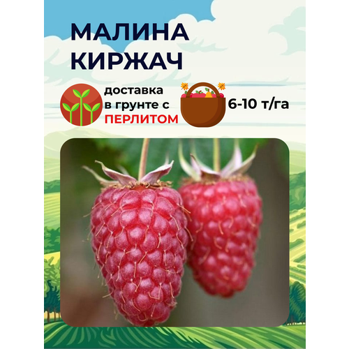 купить 1367р Малина красная Киржач ( 1-2 года 20-40 см С2 )
