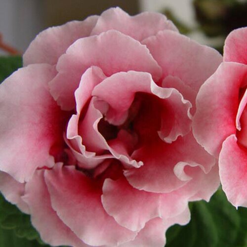  350    (. Gloxinia)  10