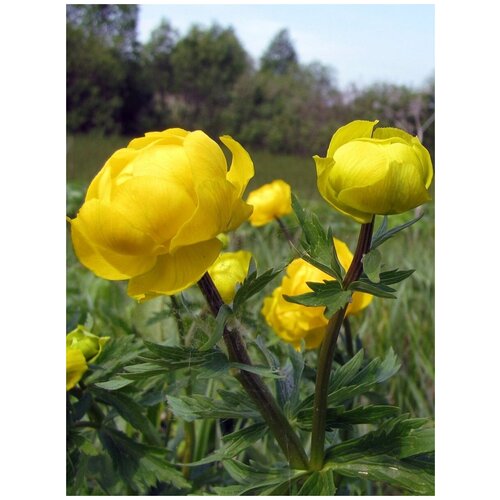  342    () /  / Trollius europaeus, 30 