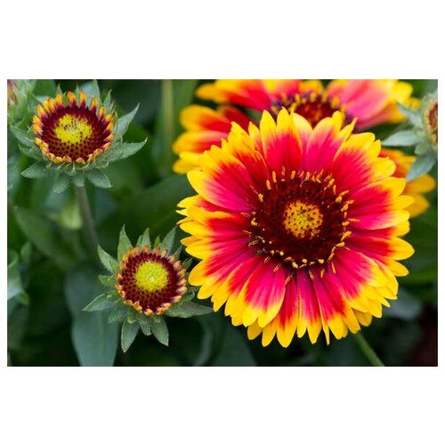  320   (. Gaillardia aristata)  50