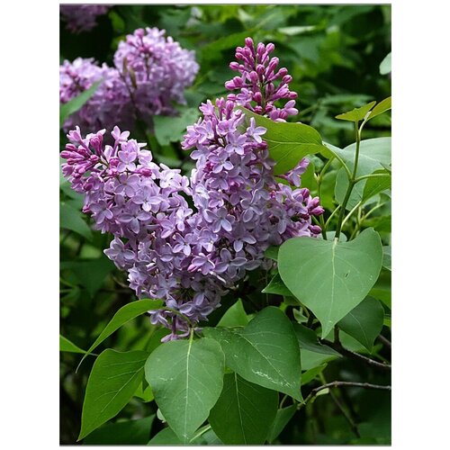  360    / Syringa vulgaris, 25 