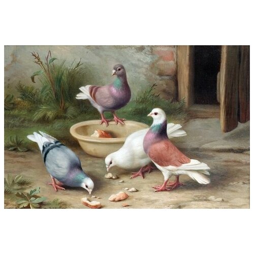  1340     (Pigeons) 1 45. x 30.