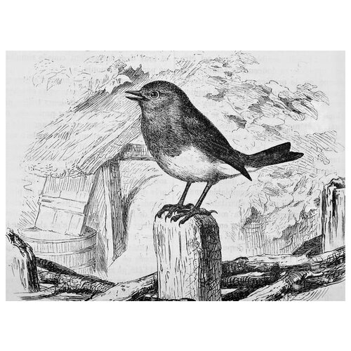      (Birdie) 54. x 40.,  1810 