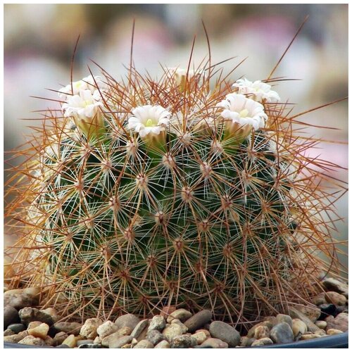  350     Mammillaria discolor v. longispina Rog-535 10 .