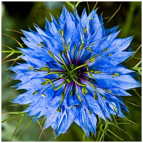  250   -   (. Nigella Sativa)  300 