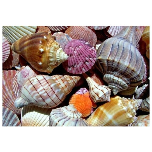  2640     (Shells) 2 73. x 50.