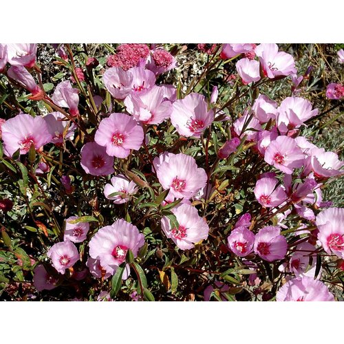  360    -  (. Clarkia unguiculata)  30