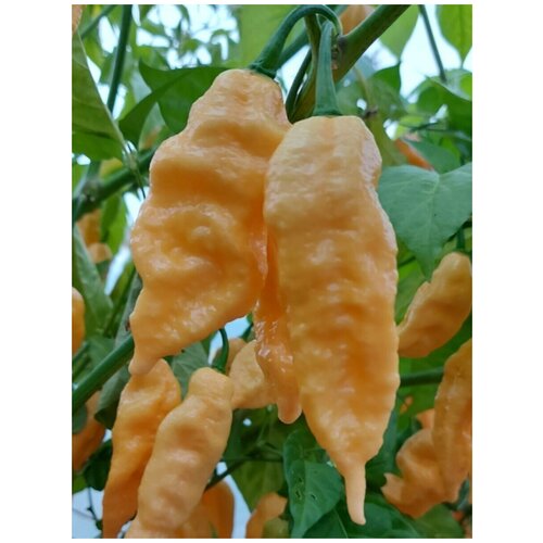  360    Bhut Jolokia peach /   , 5 