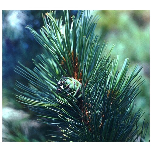    (. Dwarf cedar)  22 ,  330 