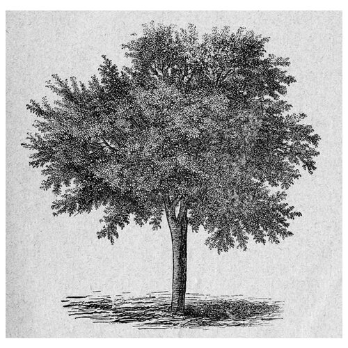  2030     (Tree) 33 51. x 50.