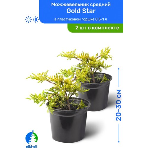 купить 2390р Можжевельник средний Gold Star (Голд Стар) 20-30 см в пластиковом горшке 0,5-1 л, саженец, хвойное живое растение, комплект из 2 шт