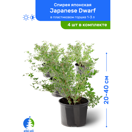 купить 5176р Спирея японская Japanese Dwarf (Джапаниз Дварф) 20-40 см в пластиковом горшке 1-3 л, саженец, лиственное живое растение, комплект из 4 шт