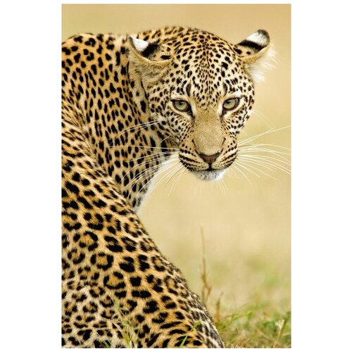  1340     (Leopard) 10 30. x 45.