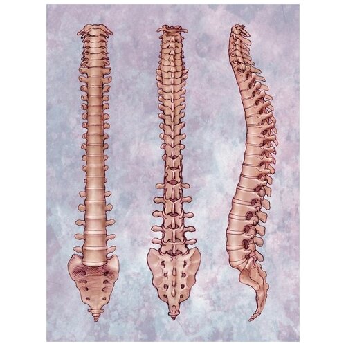 ������ 1800� ������ �� ������ ����������� (Spine) �2 40��. x 53��.