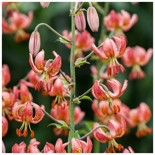  440  (. Lilium martagon)  5 