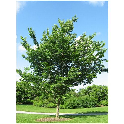  350   (. Celtis occidentalis)  25