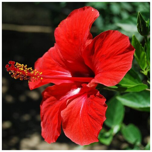  390    -   -  - (. Hibiscus rosa-sinensis) -   15