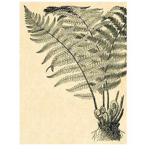  1800     (Plant) 5 40. x 53.