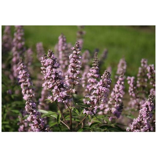  350   -  -   - (. Vitex agnus-castus) -  35 