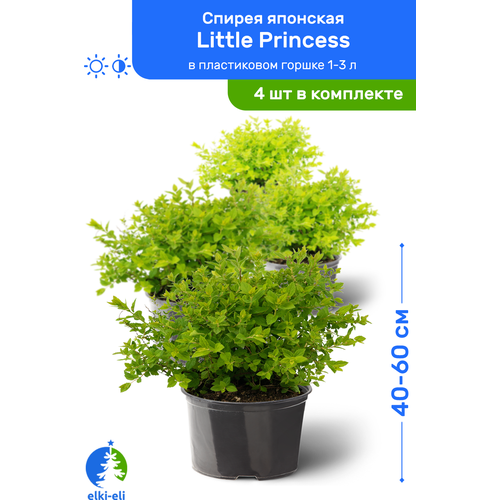 купить 5580р Спирея японская Little Princess (Литтл Принцесс) 40-60 см в пластиковом горшке 1-3 л, саженец, лиственное живое растение, комплект из 4 шт