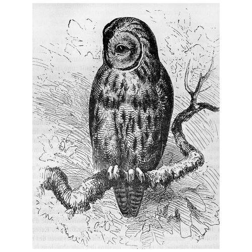  1210     (Owl) 13 30. x 39.