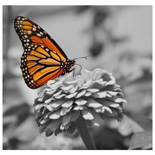        (Butterfly on a flower) 31. x 30.,  1040 