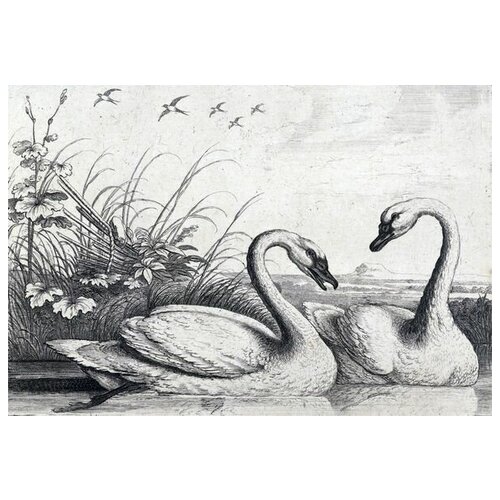  2640     (Swans) 7 73. x 50.