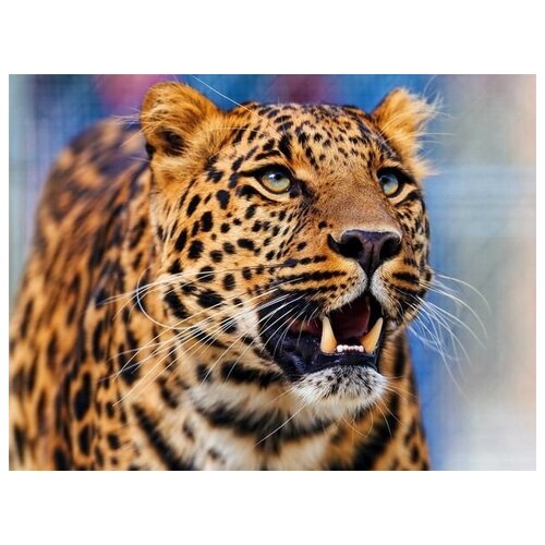      (Leopard) 8 40. x 30.,  1220 