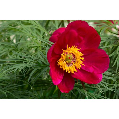  380   (. Paeonia tenuifolia)  5