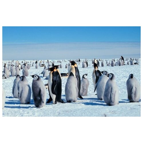 ������ 2740� ������ �� ������ �������� (Penguins) �2 77��. x 50��.